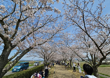 おの桜１１.jpg