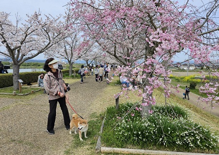 おの桜６.jpg