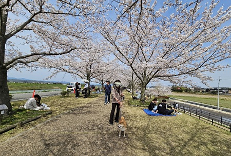 おの桜７.jpg