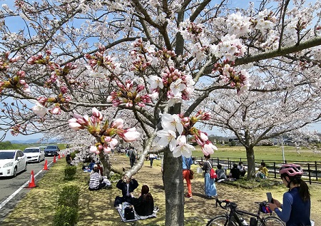 おの桜８.jpg