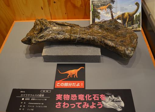 丹波竜１０・カマラサウルスの脛骨.jpg