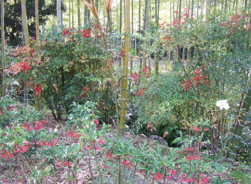 日本庭園・竹林とナンテン.JPG