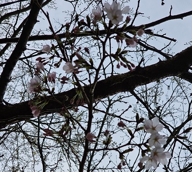 桜開花１.jpg