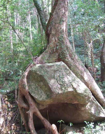 滝尻王子１４・大岩を抱える木の根.jpg