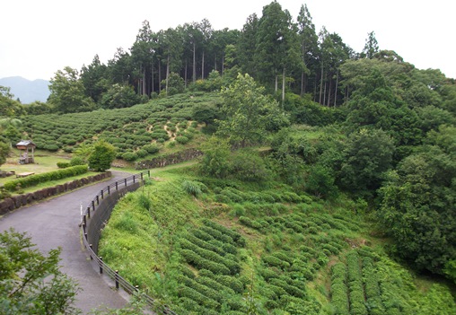 熊野36・伏拝境内から茶畑.jpg