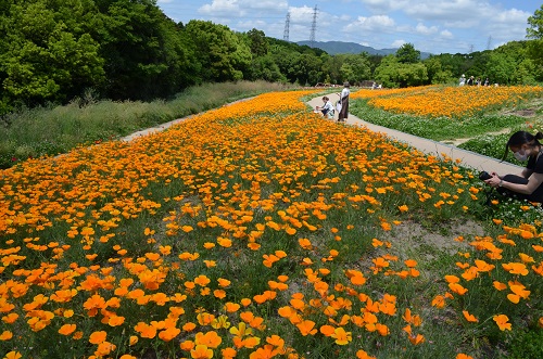 花の丘３.jpg